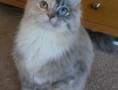 PG游戏官网登录入口-塔图姆爆发，国王强势晋级，深圳队—三线并进的竞技启示